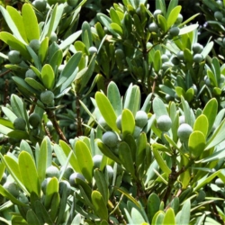 Podocarpus Latifolius - Yellow Wood